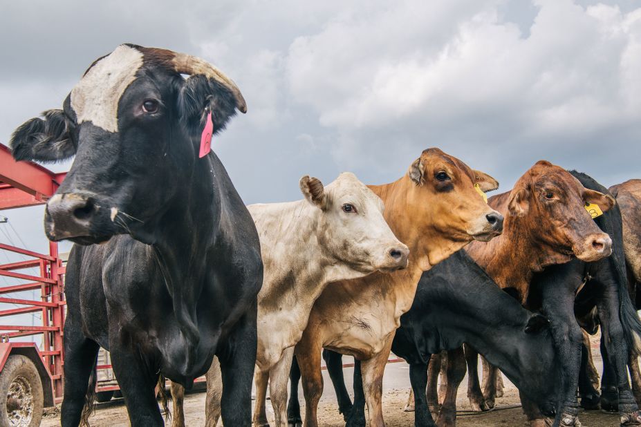 Cows are herded into a pen in Belle Chasse, Louisiana, on Thursday. "All of our neighbors' cows are mixed up in this bunch, so we're here rescuing them, getting them off the road