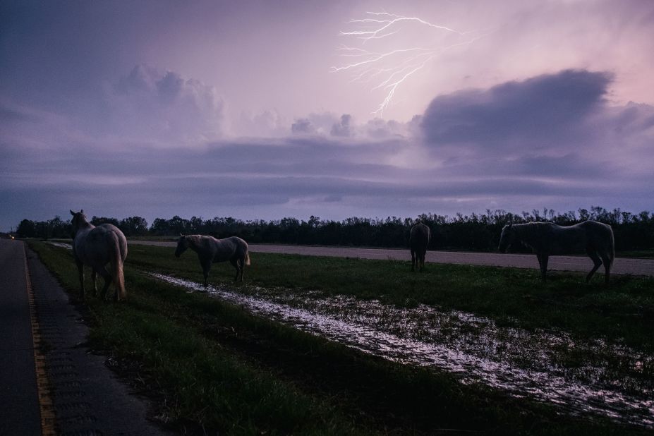 Unattended horses are seen during a storm in Belle Chasse on Thursday.