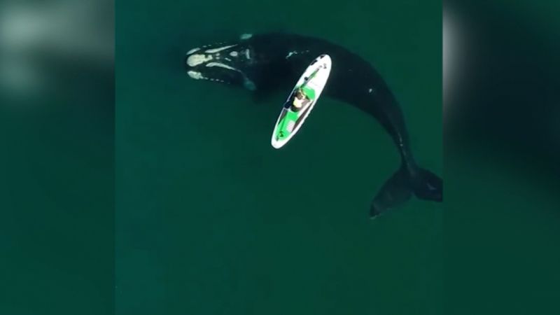 See Whales Approach A Paddle Boarder In Argentina CNN   210904132127 Whale Approaches Paddleboarder 2 