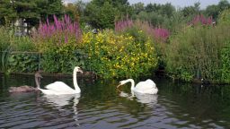 Swans beside a Biomatrix Floating Ecosystem swan nesting island.