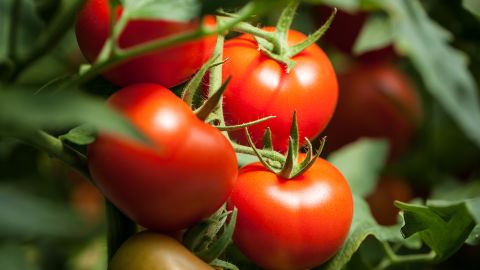 Good tomato sauce can be made with fresh or canned tomatoes.