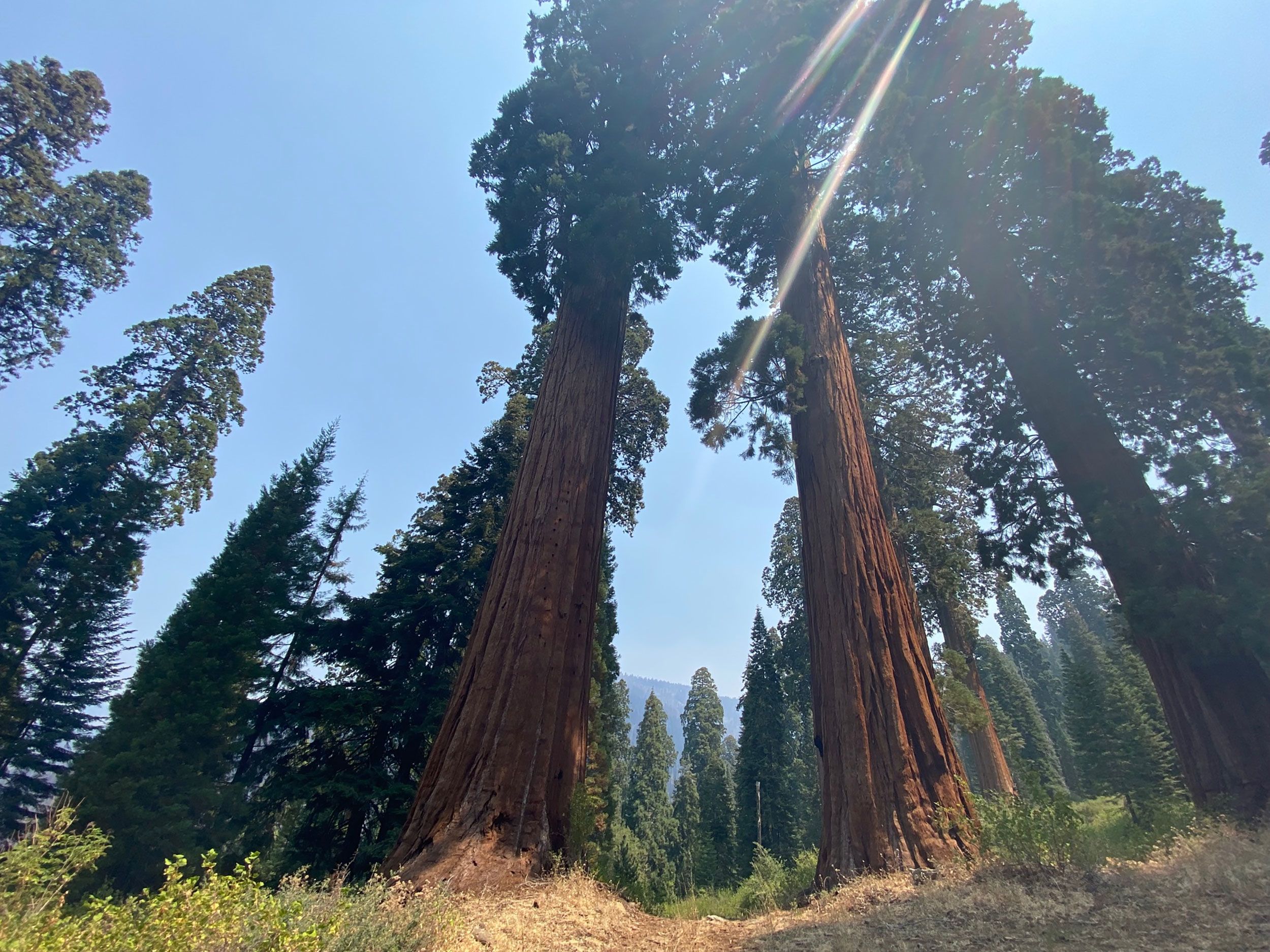 Giant Sequoia trees in Sequoia NP being protected from fire with structure  protection wrap - Wildfire Today