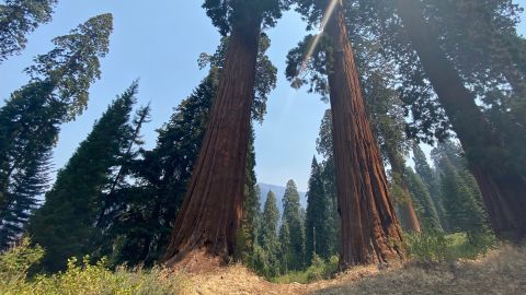 Two giant sequoia trees stand shoulder to shoulder in the Alder Creek Grove, more than 500 acres purchased by Save the Redwoods League in 2019.  