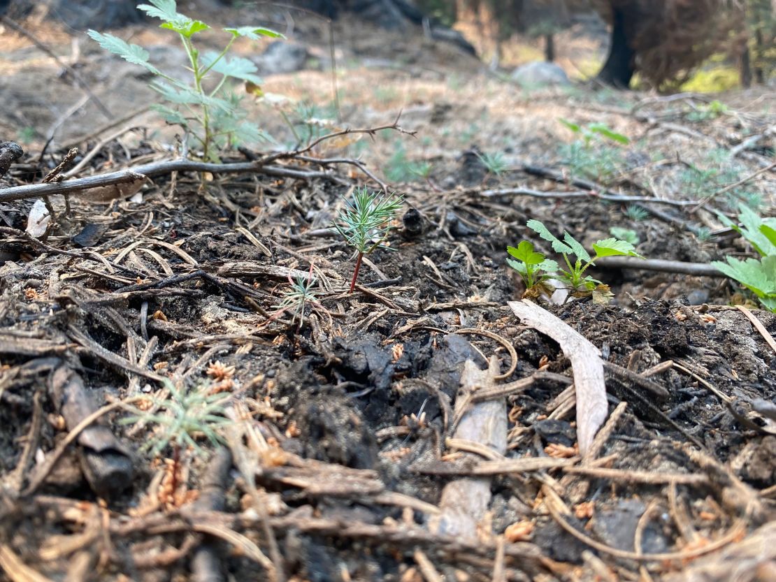 Tiny sequoia saplings that emerged after the Castle Fire offer hope for the tree's future. 