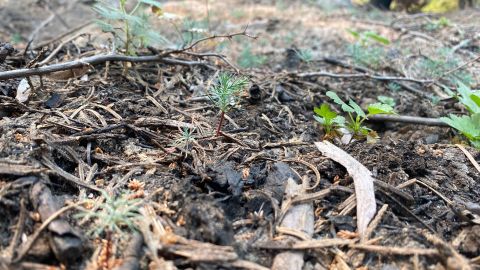 Tiny sequoia saplings that emerged after the Castle Fire offer hope for the tree's future. 