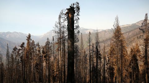 One giant Sequoia was "decapitated," the upper trunk and branches strewn at its base in a tangled heap at the Alder Creek Grove.