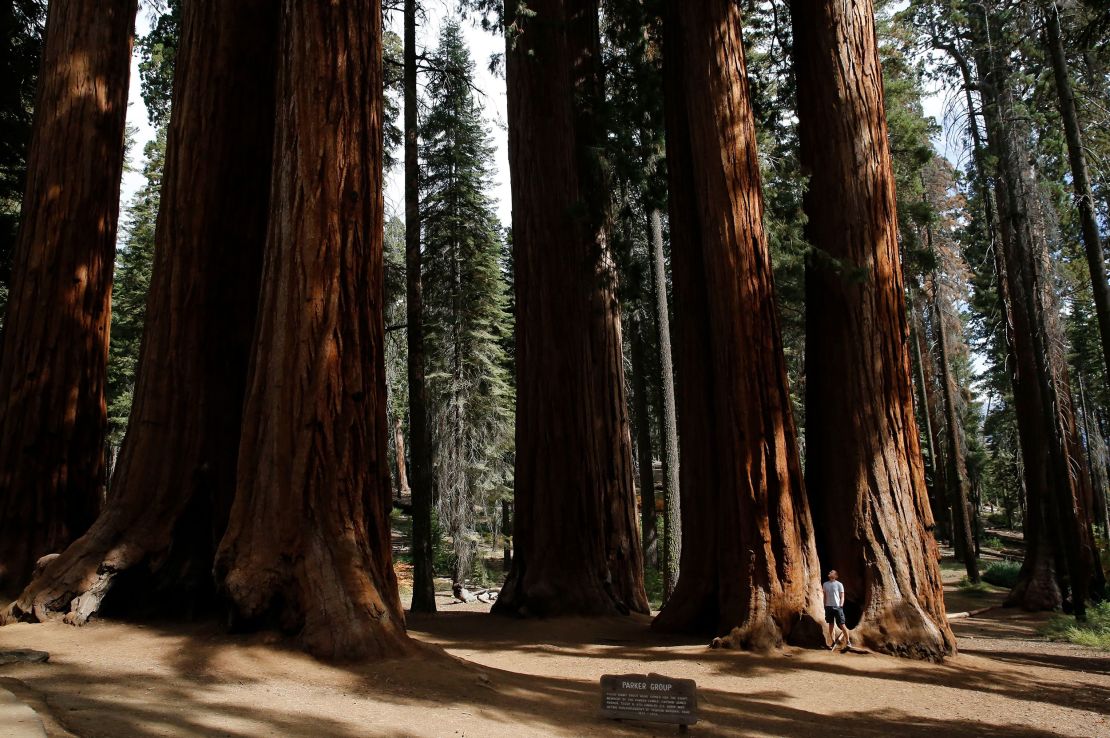 A tourist near giant sequoias at Sequoia National Park in California, in 2019.