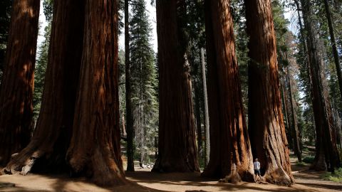 A tourist near giant sequoias at Sequoia National Park in California, in 2019.