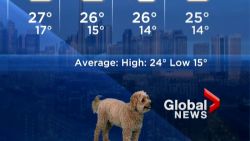 screengrab dog crash weather report