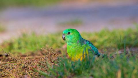 A red-rumped parrot, one of the bird species that has seen its bill size increase. 