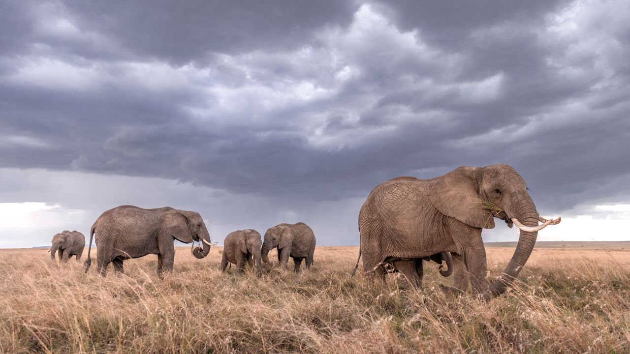 A group of elephants walk across the savanna.