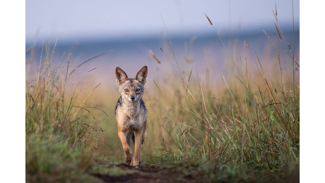 <strong>Day of the jackal:</strong> One animal Rome loved learning about was the jackal (pictured), which reminds him of the foxes he grew up around in England.