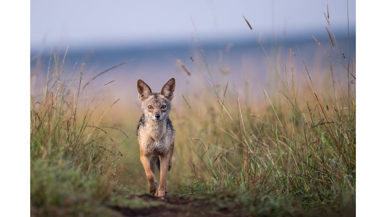 <strong>Day of the jackal:</strong> One animal Rome loved learning about was the jackal (pictured), which reminds him of the foxes he grew up around in England.