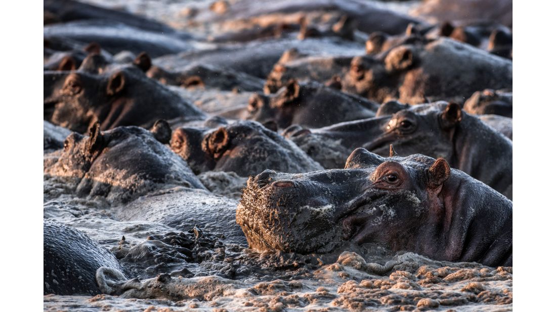 <strong>Hippo hangout:</strong> Hippos will sometimes make grunting noises when they disagree with each other.