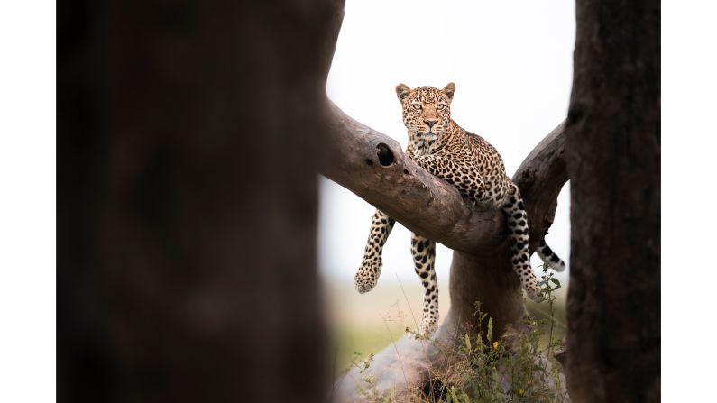 <strong>Leopard love:</strong> Just like their domesticated house cat relatives, big cats will sleep pretty much anywhere.