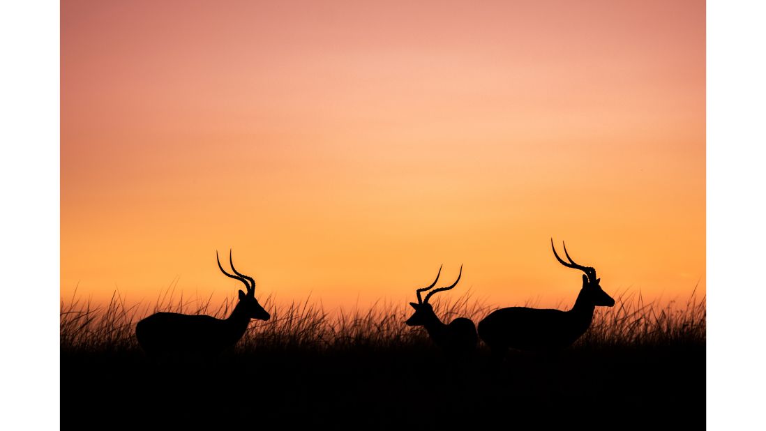 <strong>Sunny day: </strong>Impalas, like the ones pictured here, are often active at sunrise. 
