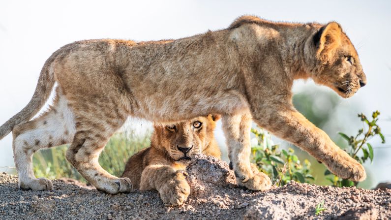 <strong>Family pride: </strong>Unlike their parents, lion cubs still have lots of energy to run off during the day.