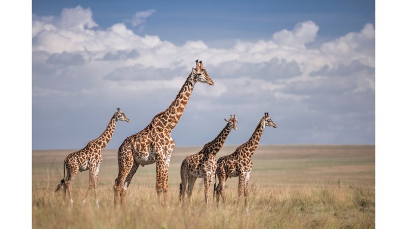 Wildlife photographer Felix Rome shares his favorite Kenya