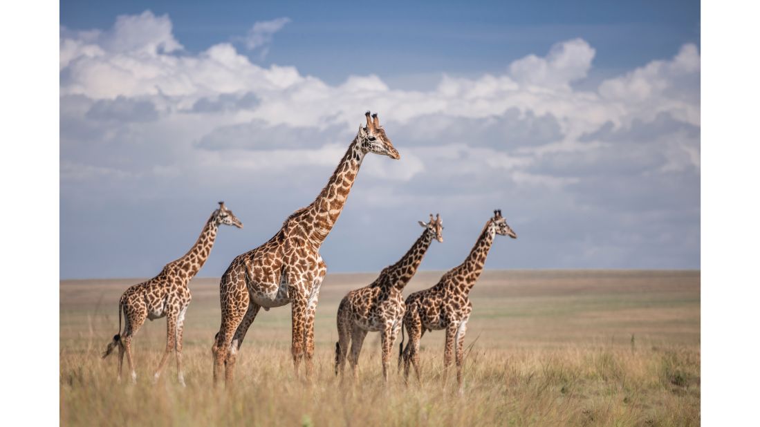 <strong>Four tops: </strong>The plural noun for a group of giraffes is a tower, but when they're moving it's a journey. Talk about a metaphor. 
