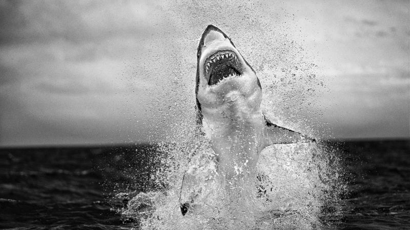 NextImg:A 'privilege to be out there': South African wildlife photographer Chris Fallows on his storied career | CNN
