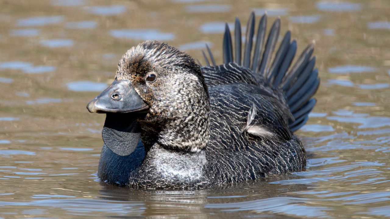 A new study draws on recordings of a musk duck imitating human speech and a slamming door during courtship displays.