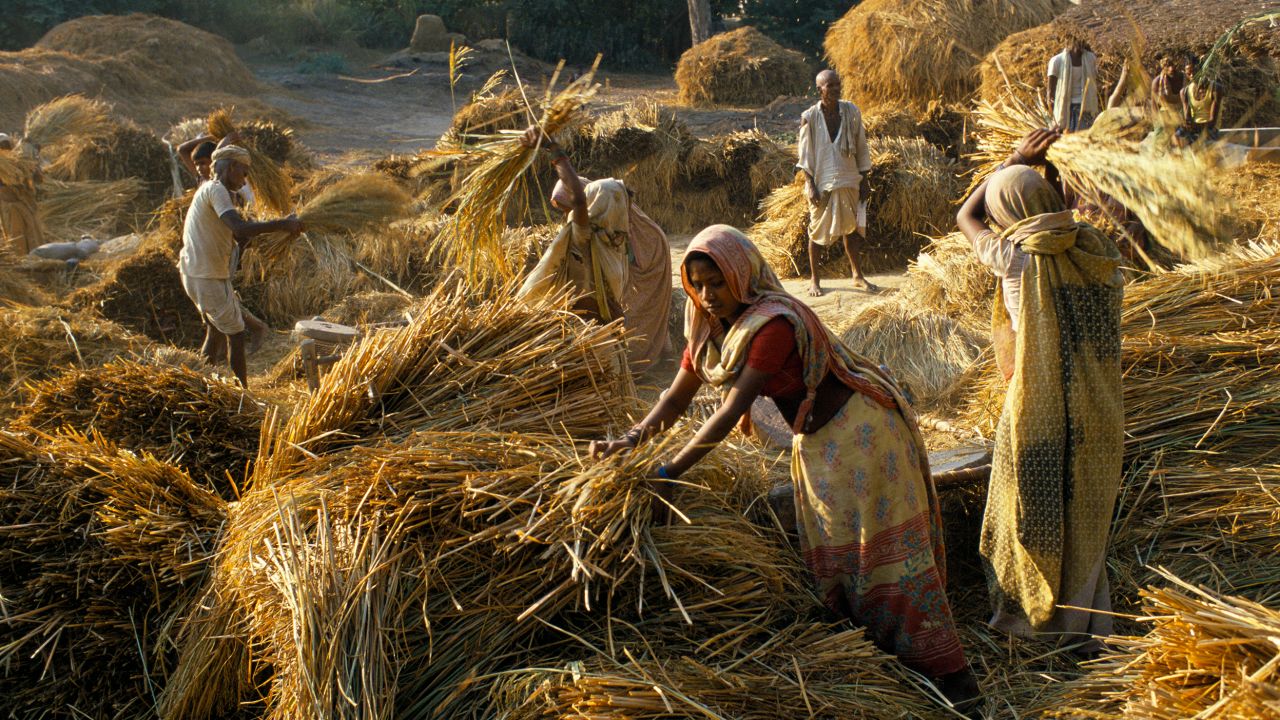 Low caste women threshing corn at a village near Lucknow, northern India.