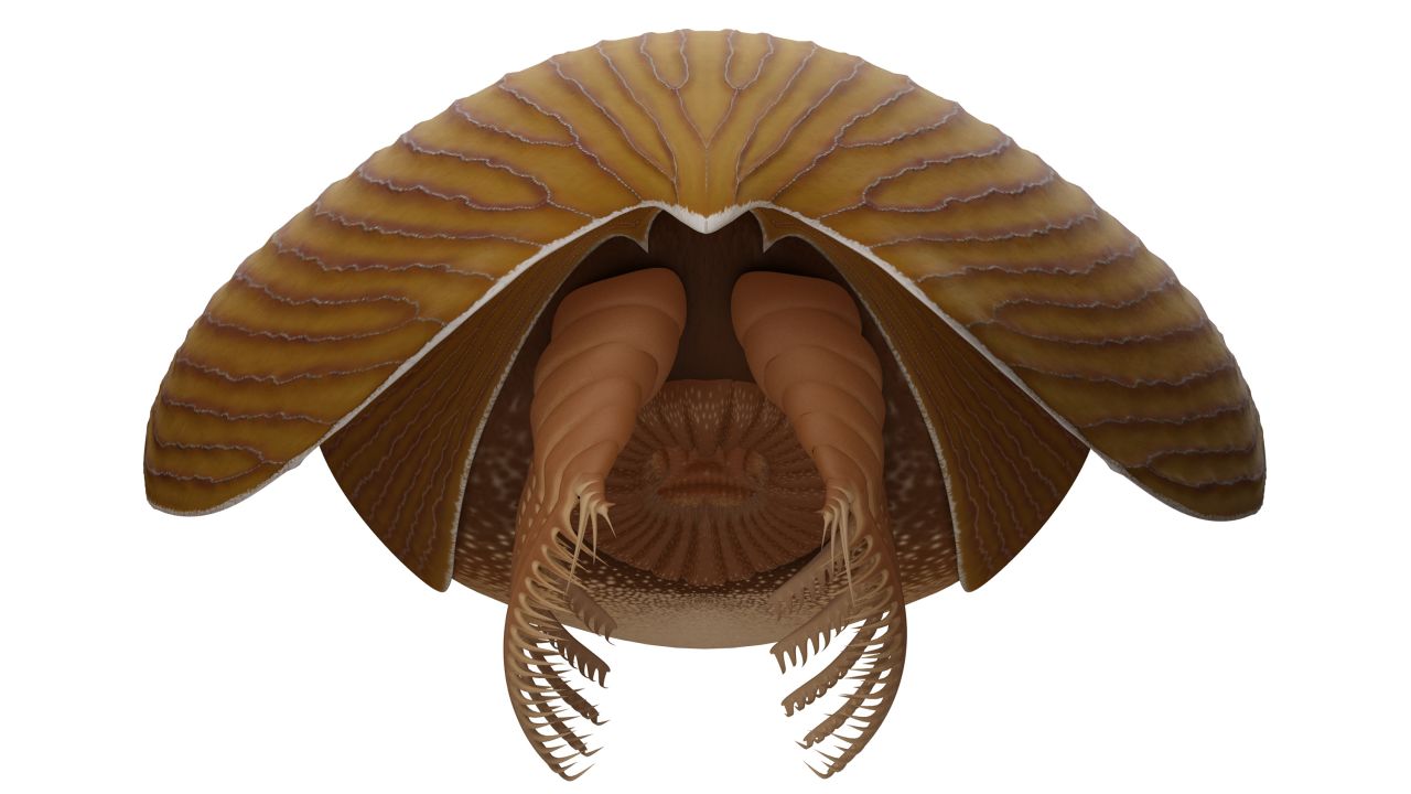 This illustration shows the primitive arthropod Titanokorys gainesi from the front. This creature lived along the ocean floor half a billion years ago. 