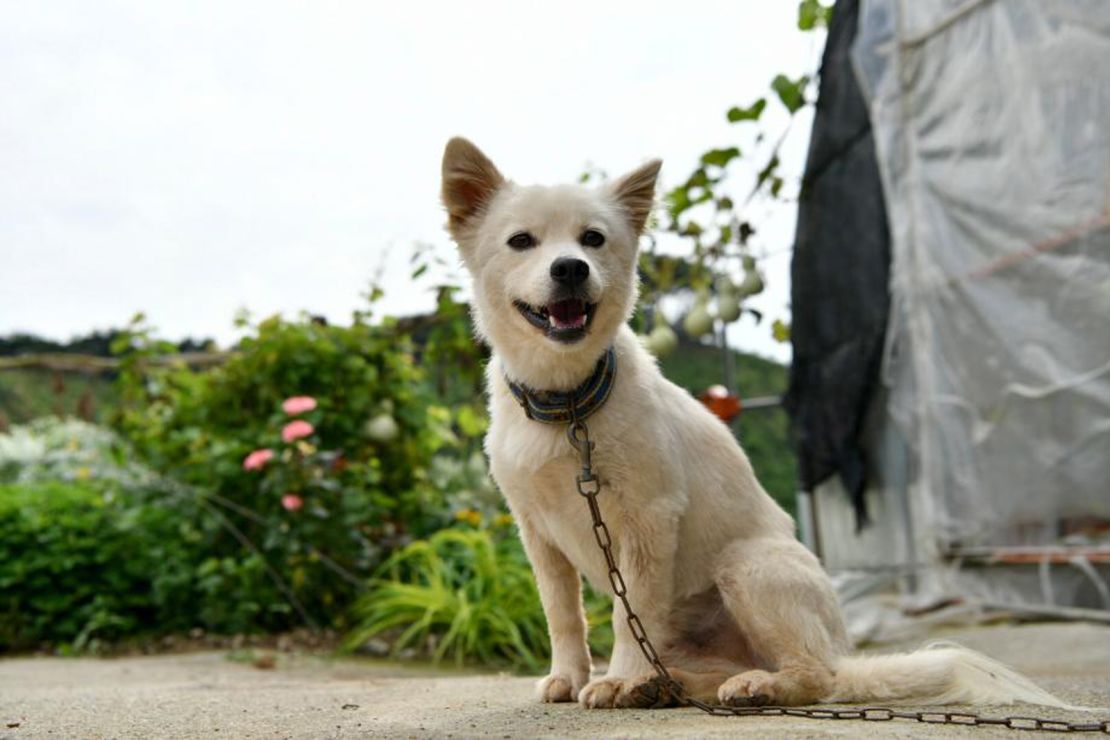 Baekgu the dog saved a 90-year-old woman after she collapsed in a rice field in Hongseong, South Korea.