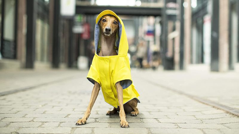 12 best raincoats for dogs, according to experts