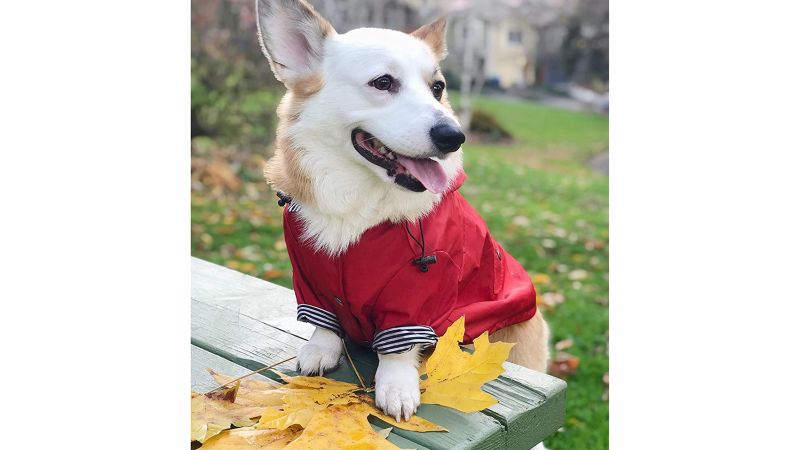 Ellie hotsell dog raincoat