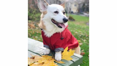 Ellie Dog Wear Premium Raincoat 
