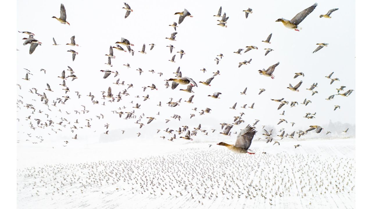 The overall winner is this image of thousands of pink-footed geese by Norwegian photographer Terje Kolaas.
