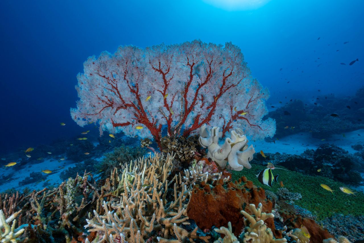 Soft corals look more like plants than rocks; this gorgonian coral in the Philippines' UNESCO World Heritage site of Tubbataha has a tree-like appearance, and marine life often lives in its branches.