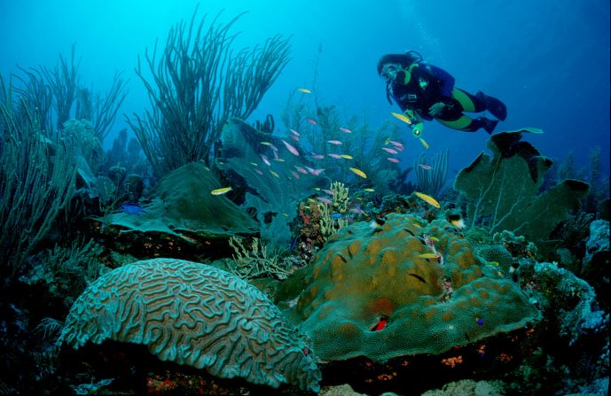 Most coral reefs are found between <a href="index.php?page=&url=https%3A%2F%2Fcoralreef.noaa.gov%2Feducation%2Fcoralfacts.html" target="_blank" target="_blank">30 degrees</a> north and south of the equator in warm tropical waters. This includes the Caribbean (pictured) and the Great Barrier Reef in Australia, as well as South East Asia's Coral Triangle.