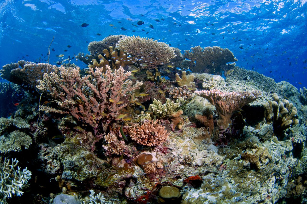 Almost all corals belong to an animal group called Anthozoa, which includes hard corals, soft corals, sea anemones and sea fans.