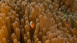 TUBBATAHA, PHILIPPINES - APRIL 24: Clown anemonefish (Amphiprion ocellaris) is hiding on April 24, 2018 off Philippines, Sulu Sea. In the heart of the Coral Triangle, Tubbataha Reef is home to a rich marin life. Listed as a UNESCO World Heritage site, Tubbataha is one of the top diving spots in the Philippines and around the world. (Photo by Alexis Rosenfeld/Getty Images)