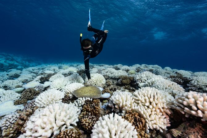 But coral are under threat. Scientists predict that increasing ocean temperatures and water acidity may destroy up to <a href="index.php?page=&url=https%3A%2F%2Fnews.agu.org%2Fpress-release%2Fwarming-acidic-oceans-may-nearly-eliminate-coral-reef-habitats-by-2100" target="_blank" target="_blank">90% </a>of coral reefs around the world over the next two decades. The increased temperatures lead to coral "bleaching", when the corals reject the algae they rely on to live, as seen at this reef in French Polynesia.