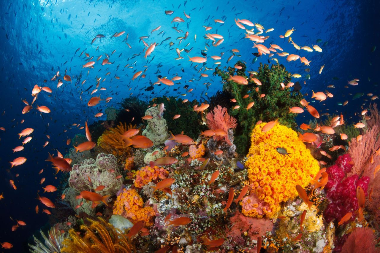 The Coral Triangle -- encompassing <a href="https://wwf.panda.org/discover/knowledge_hub/where_we_work/coraltriangle/coraltrianglefacts/" target="_blank" target="_blank">2.3 million</a> square miles which includes the oceans surrounding the Philippines, Malaysia, Timor-Leste, Papua New Guinea, the Solomon Islands and Indonesia (pictured) -- has the most coral diversity in the world, with over <a href="https://coralreef.noaa.gov/education/coralfacts.html" target="_blank" target="_blank">600 species</a>.