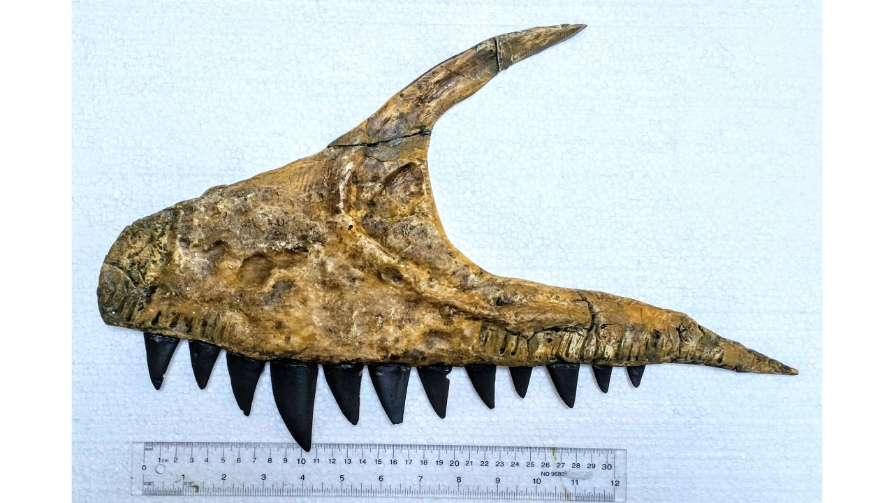 The fossilized jaw bone was found in the State Geological Museum in Tashkent, Uzbekistan.
