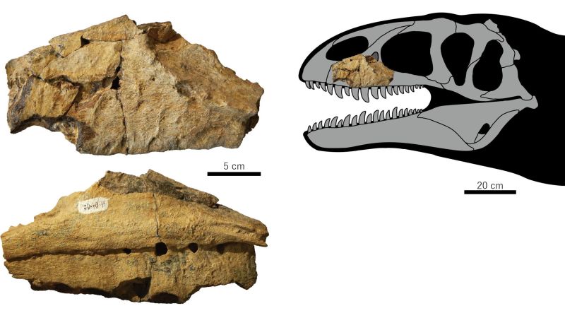 Newly Discovered Dinosaur With Shark-Like Teeth Dubbed The T. Rex Of ...