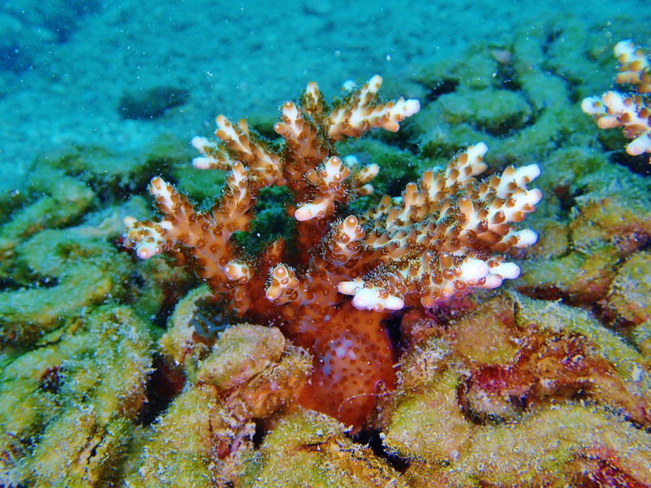 Often mistaken for rocks or plants, corals are actually invertebrate animals. Found in tropical and subtropical waters, from the Caribbean to Hong Kong (pictured), these creatures are under threat from climate change.<strong> Scroll through to learn more about corals and their underwater world. </strong>