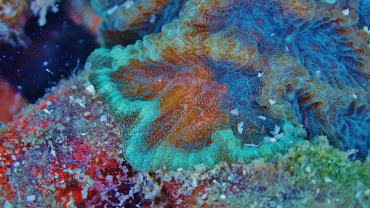 Fossil evidence points to corals living in Hong Kong for thousands of years.