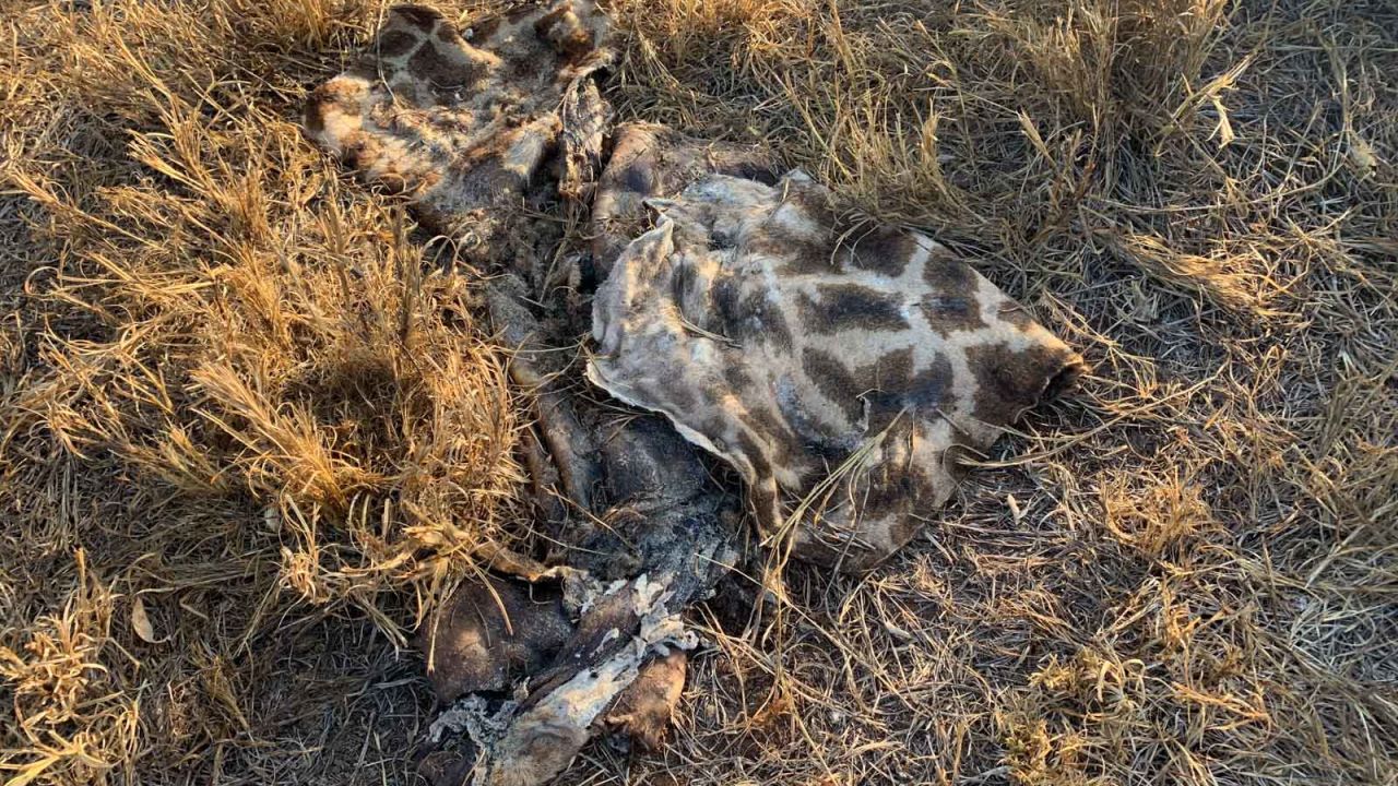 Giraffe carcass after attack by poachers.