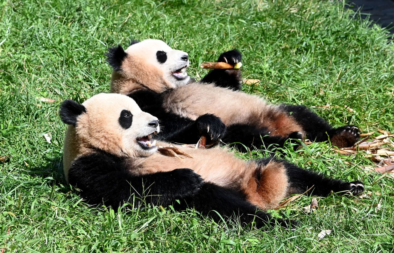 Pandas relax at a conservation and research center in Aba, China, on Friday, September 3.
