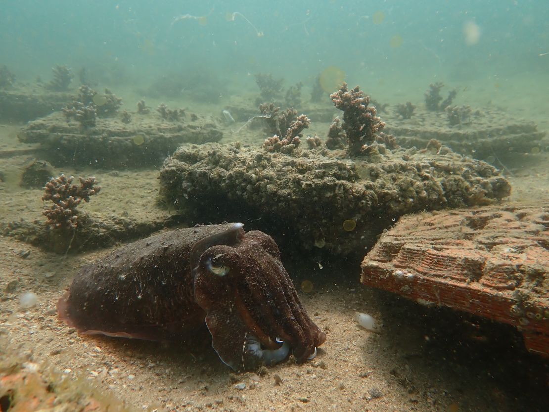 A cuttlefish living in ArchiREEF's clay reef tile test site in Hoi Ha Wan Marine Park, Hong Kong.