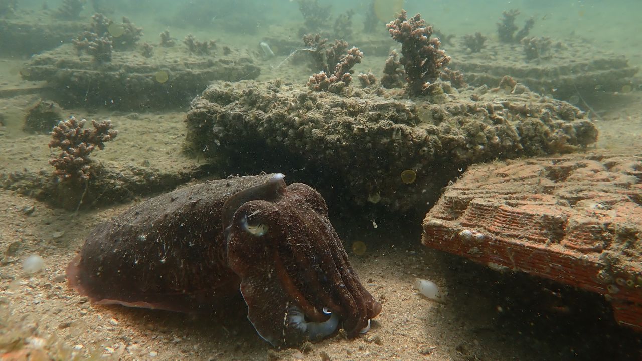 A cuttlefish living in ArchiREEF's clay reef tile test site in Hoi Ha Wan Marine Park, Hong Kong.