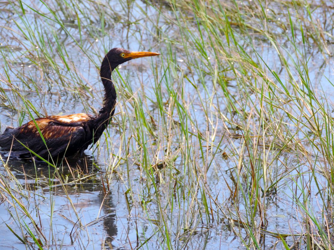 An oiled tricolored heron observed at the Alliance Refinery oil spill.