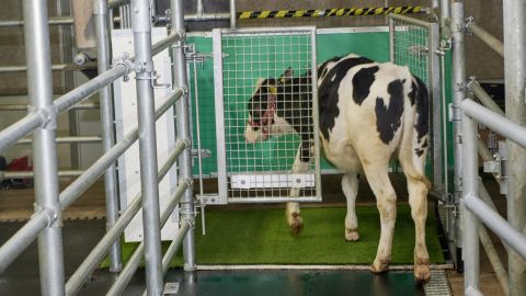 Scientists are potty-training cows in a bid to help save the planet | CNN