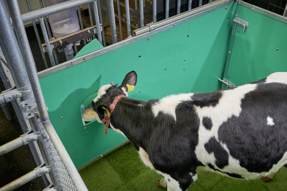 A calf consumes sugar water as a reward during toilet training.
