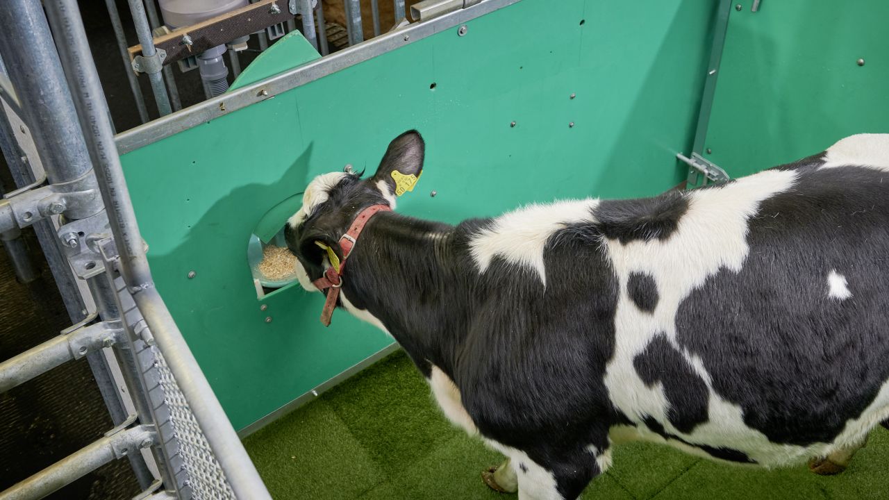 A calf consumes sugar water as a reward during toilet training.
